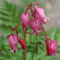 Dicentra Luxuriant Formosa